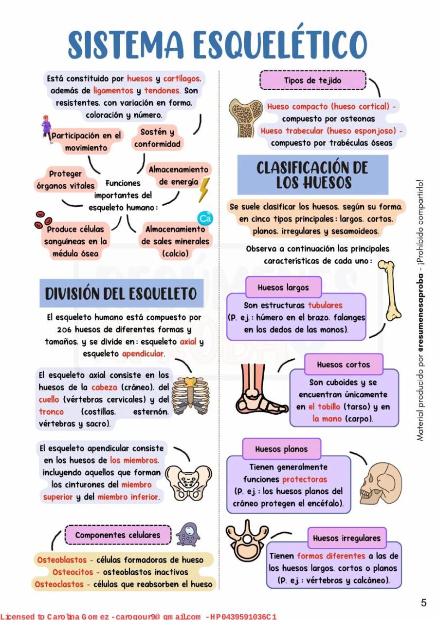 Vista previa: sistema esquelético