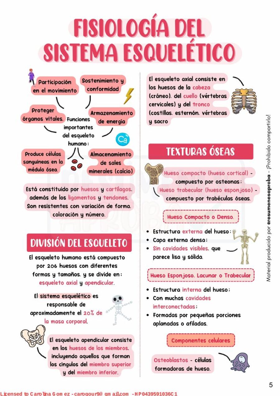 Vista previa: fisiología del sistema esquelético