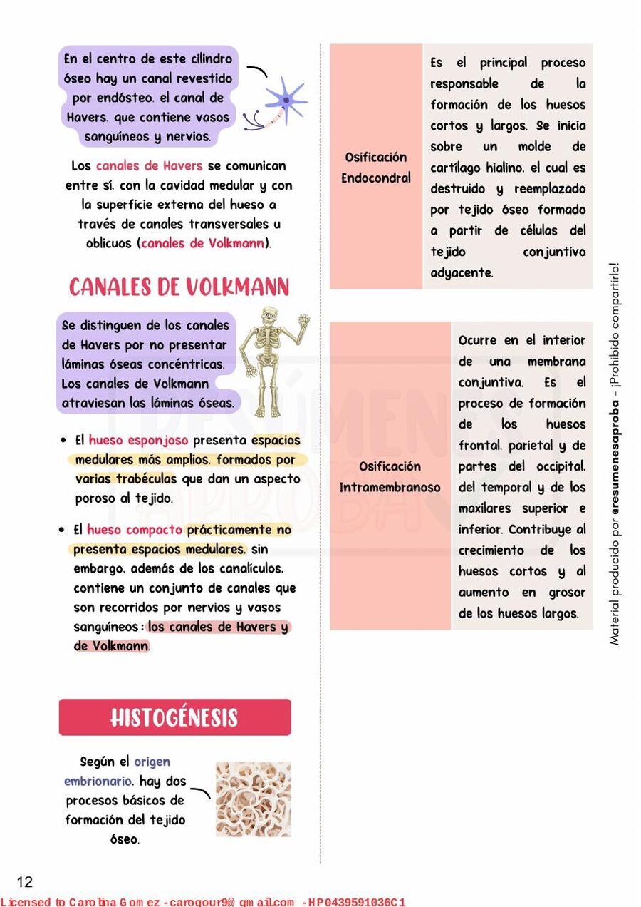 Resumen visual: histogénesis